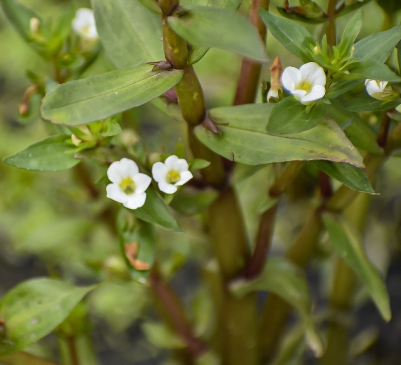 Roundfruit Hedgehyssop photo 6