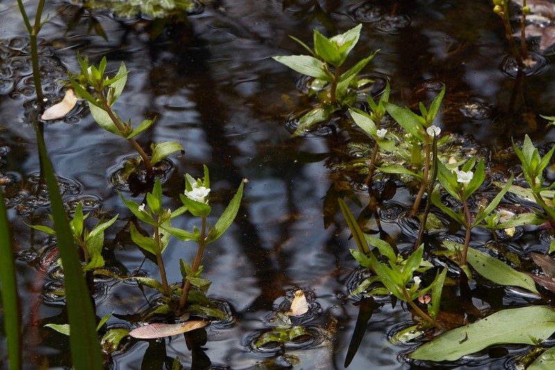 Roundfruit Hedgehyssop photo 7