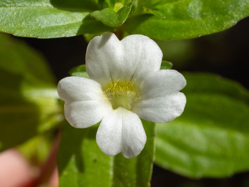 Roundfruit Hedgehyssop photo 8
