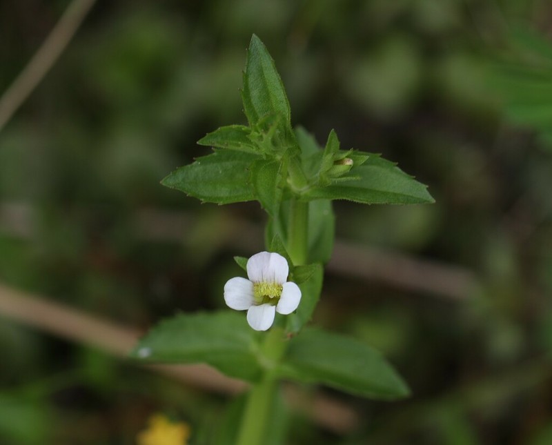 Short's Hedgehyssop