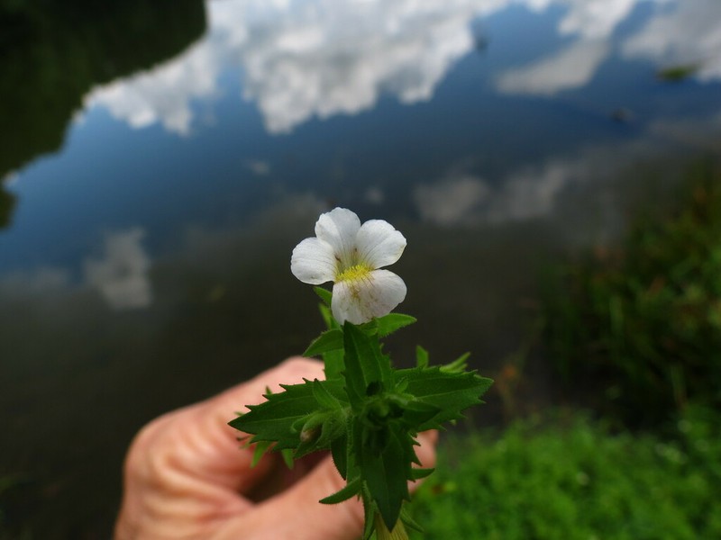 Short's Hedgehyssop photo 2