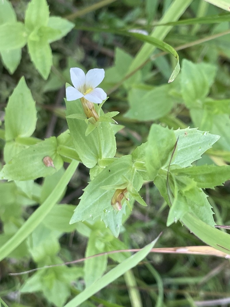 Short's Hedgehyssop photo 3