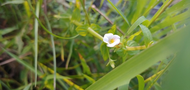 Short's Hedgehyssop photo 4