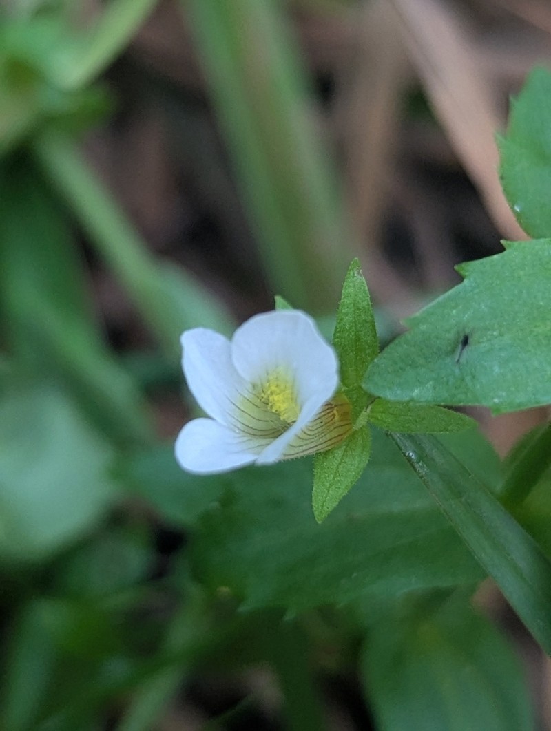 Short's Hedgehyssop photo 5