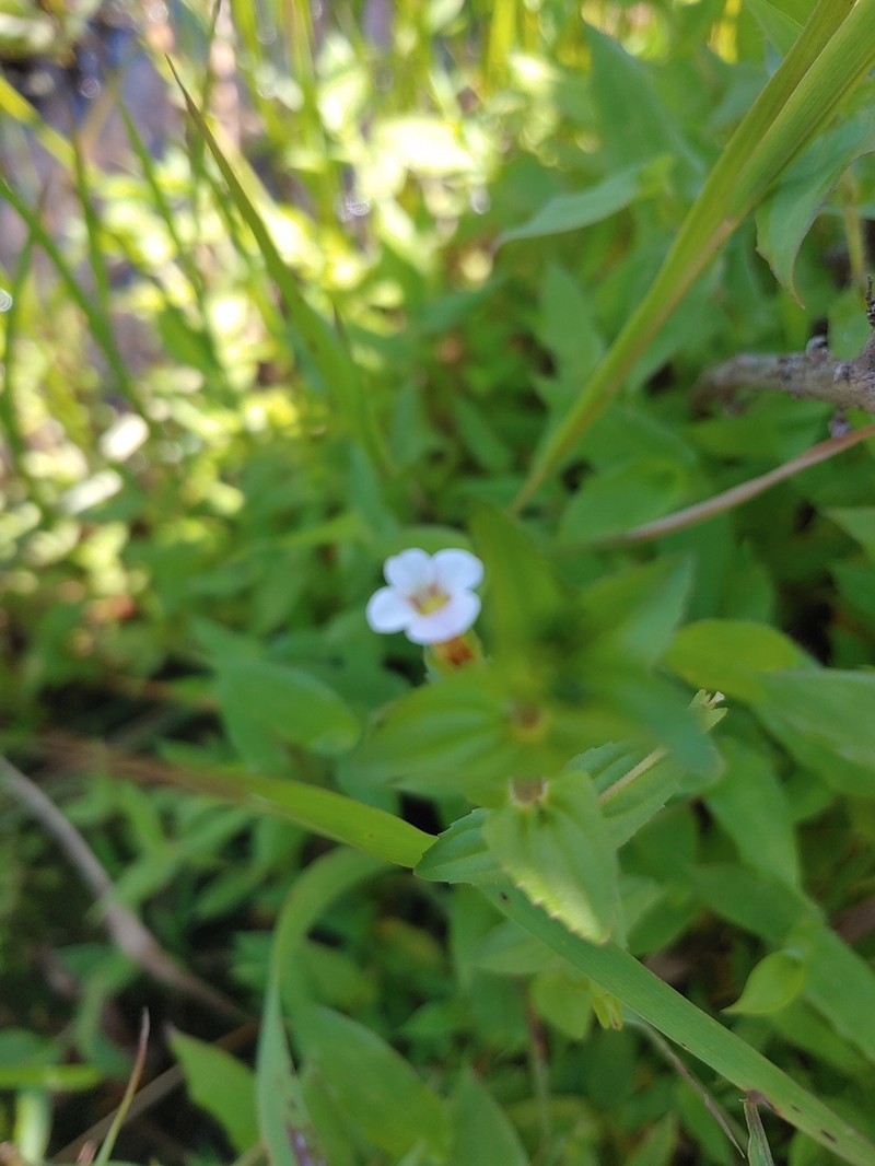 Short's Hedgehyssop photo 6