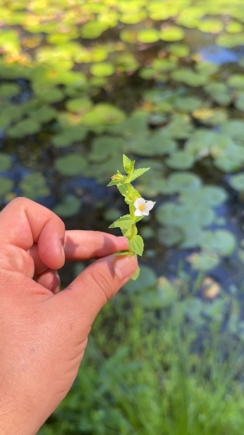 Short's Hedgehyssop photo 7