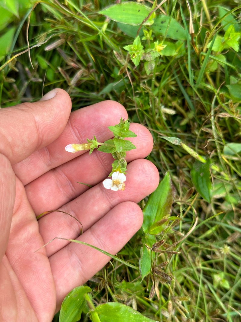 Short's Hedgehyssop photo 8