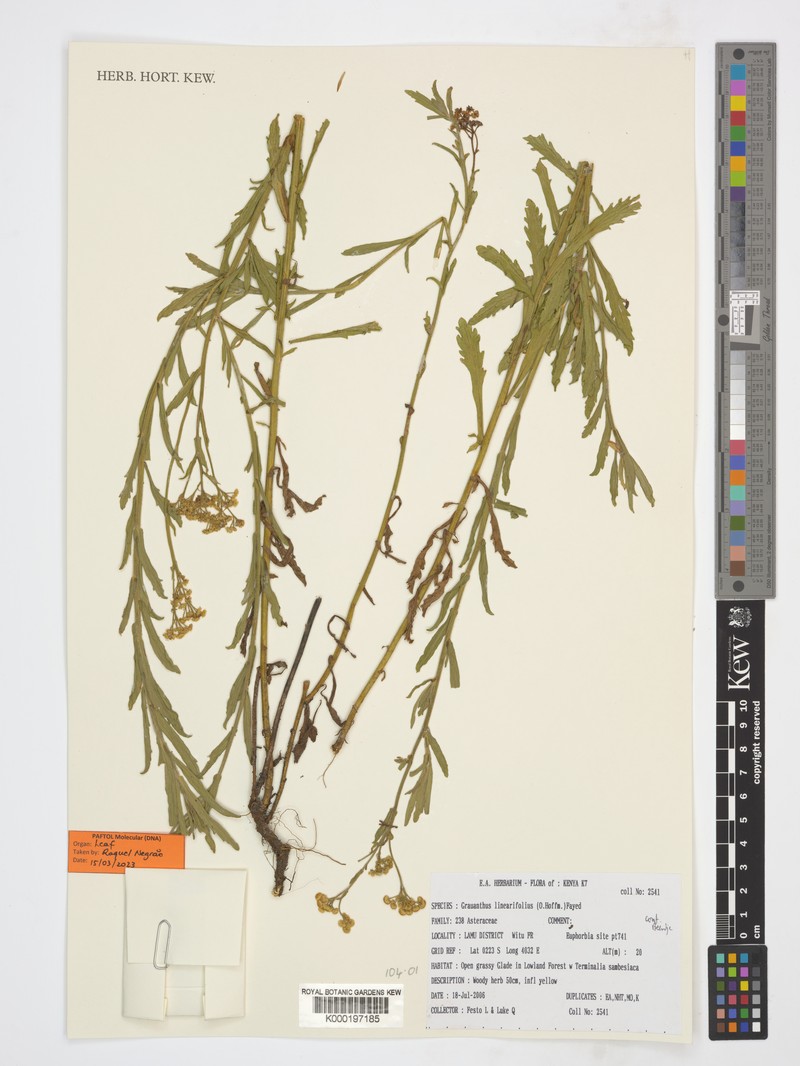 Grauanthus linearifolius