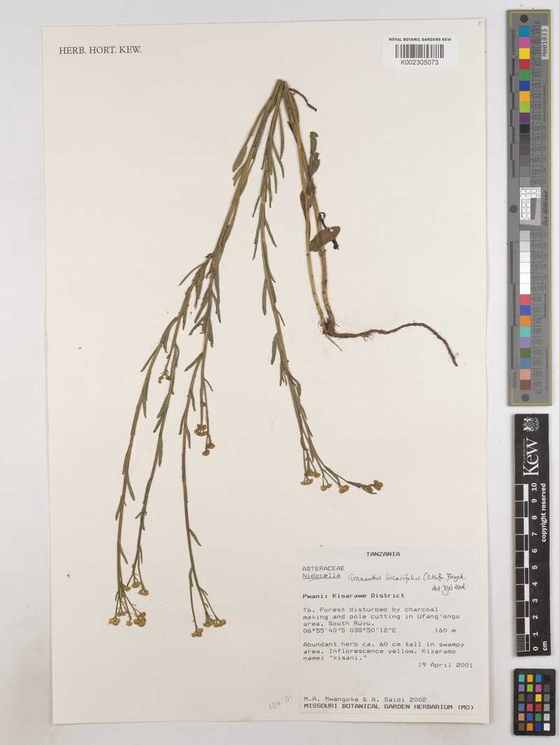 Grauanthus linearifolius photo 2