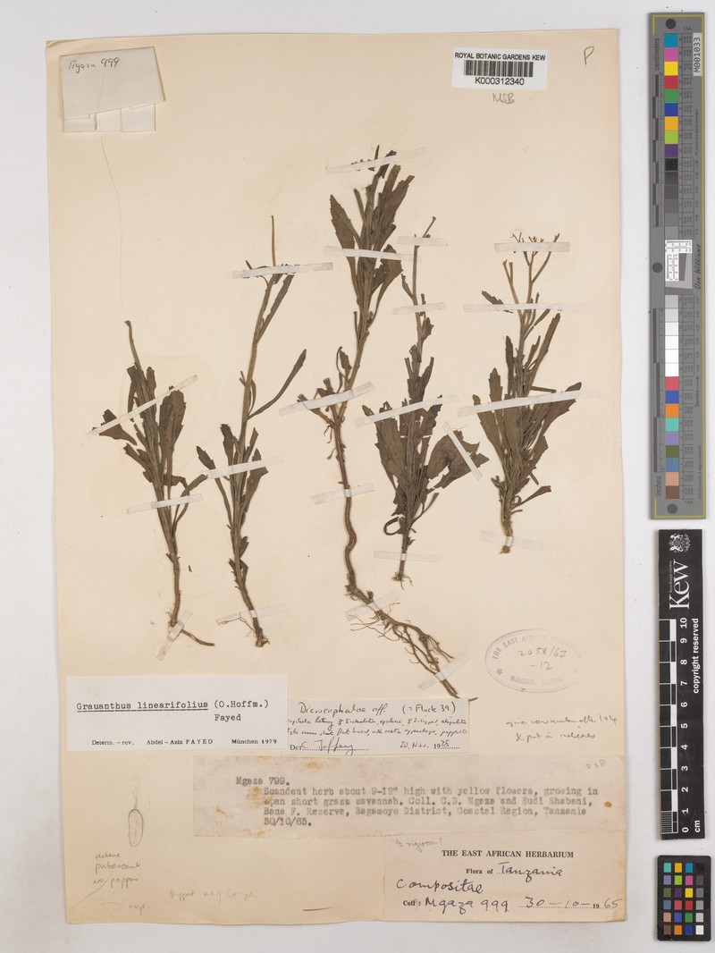 Grauanthus linearifolius photo 3