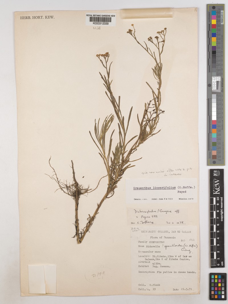 Grauanthus linearifolius photo 4