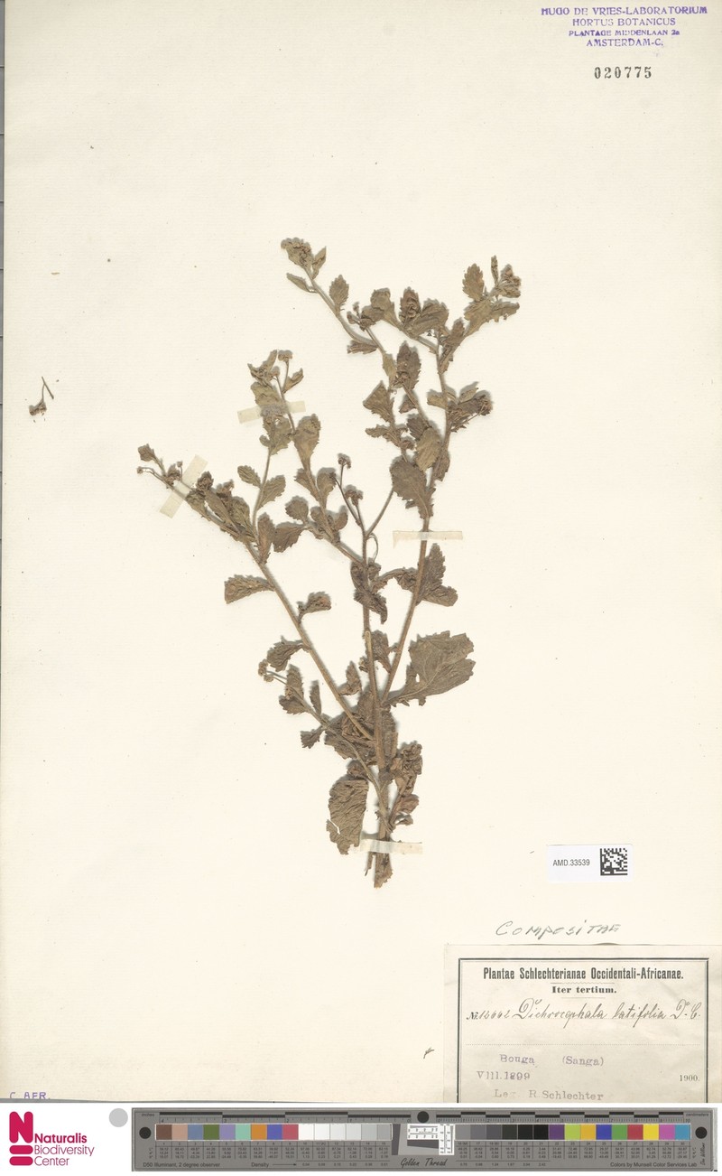 Grauanthus parviflorus