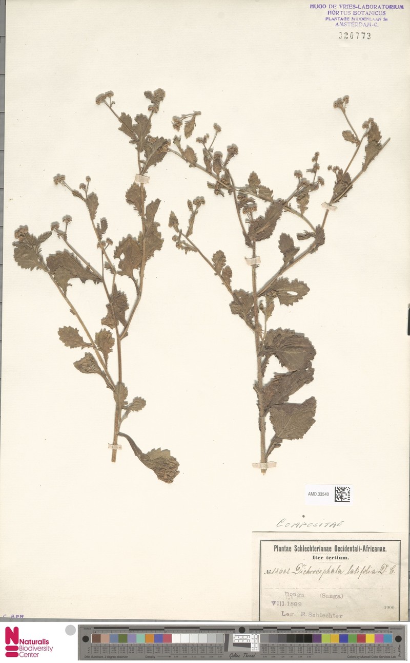 Grauanthus parviflorus photo 2