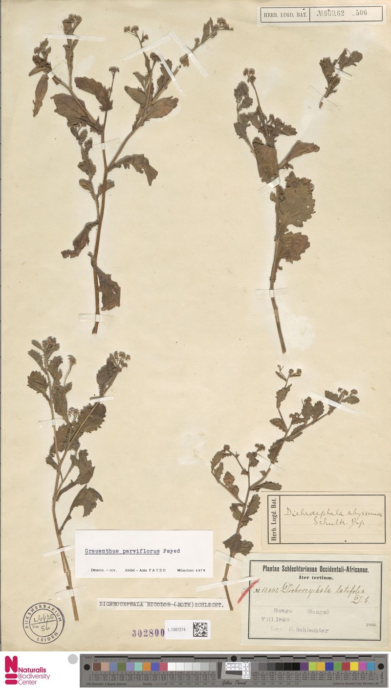 Grauanthus parviflorus photo 3