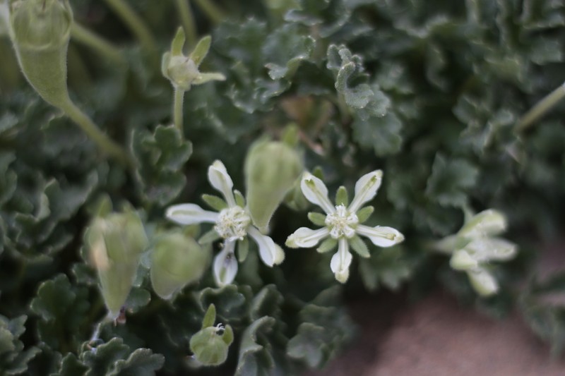 Grausa acaulis photo 2