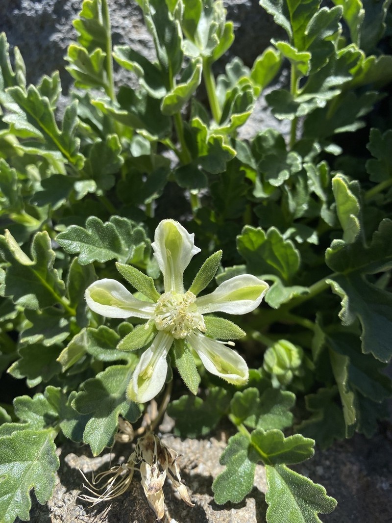 Grausa acaulis photo 3