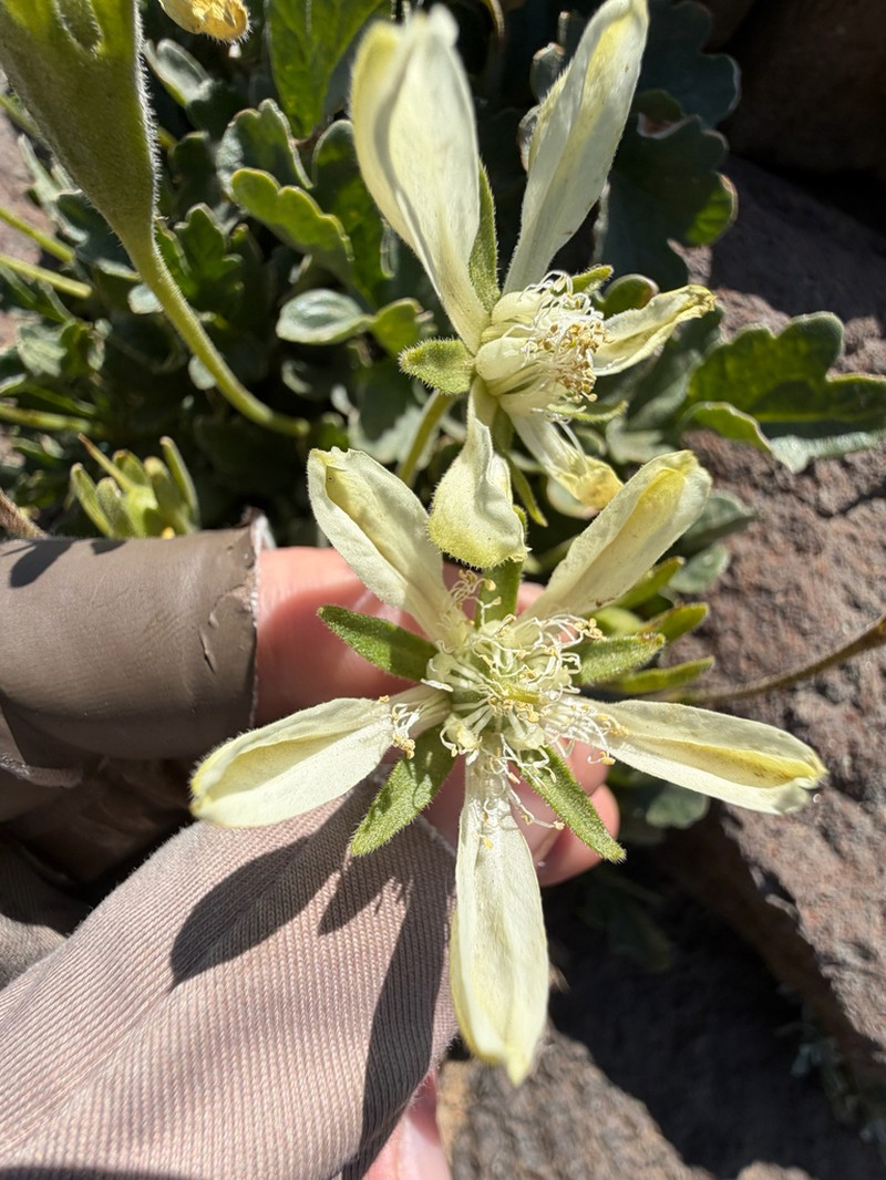 Grausa acaulis photo 4