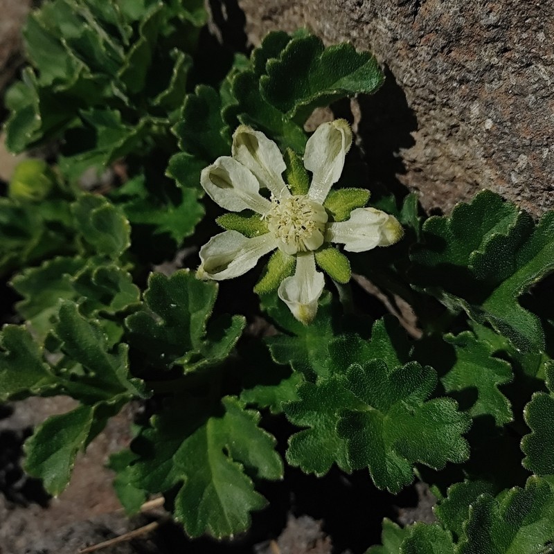Grausa acaulis photo 5
