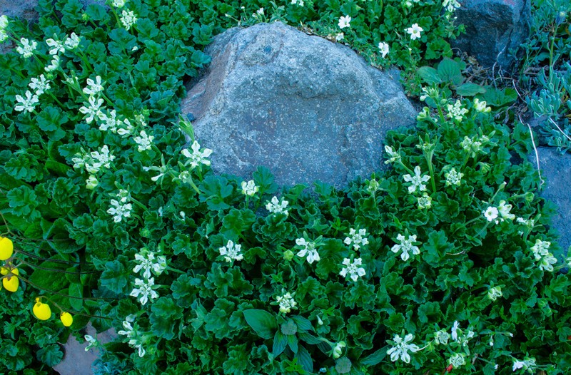 Grausa acaulis photo 6
