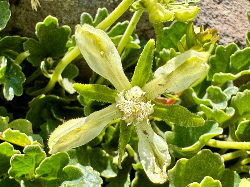 Grausa acaulis photo 7