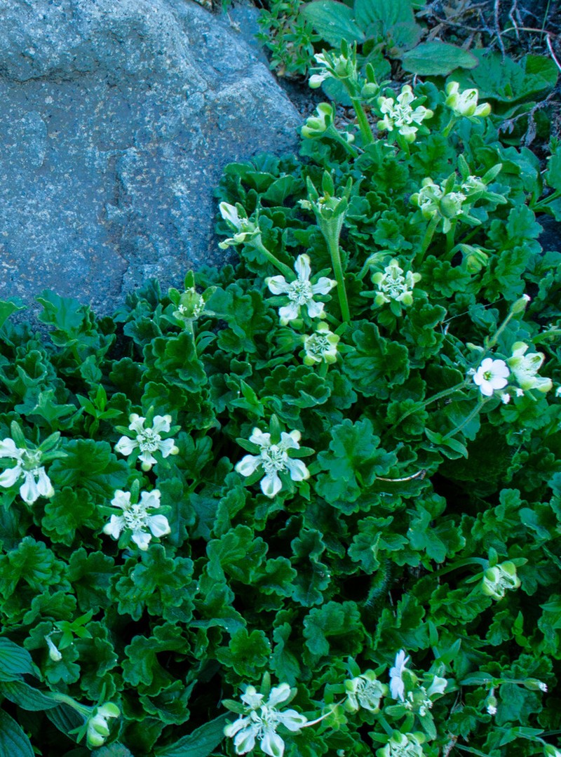 Grausa acaulis photo 8