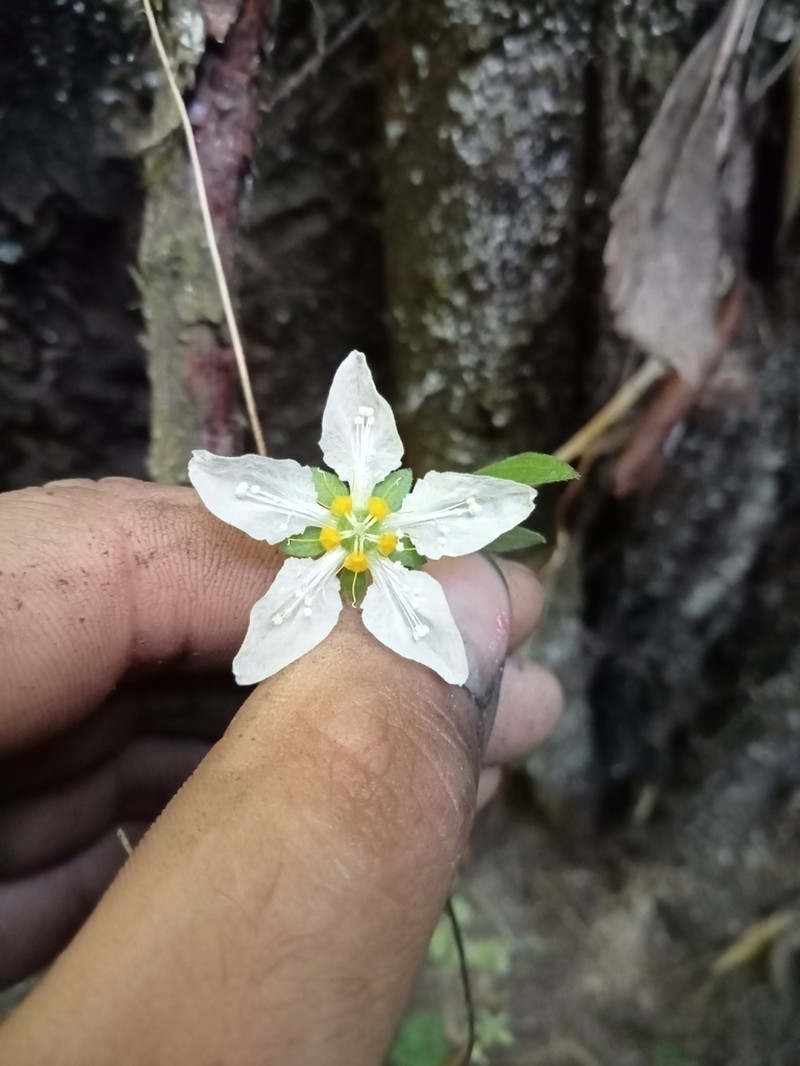 Grausa gayana photo 3