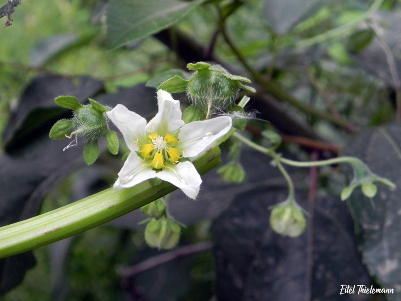 Grausa gayana photo 5