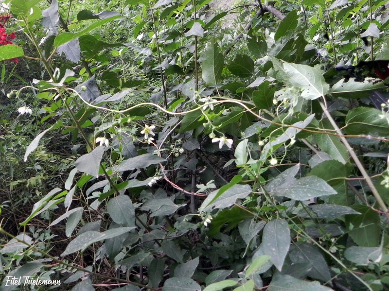 Grausa gayana photo 6