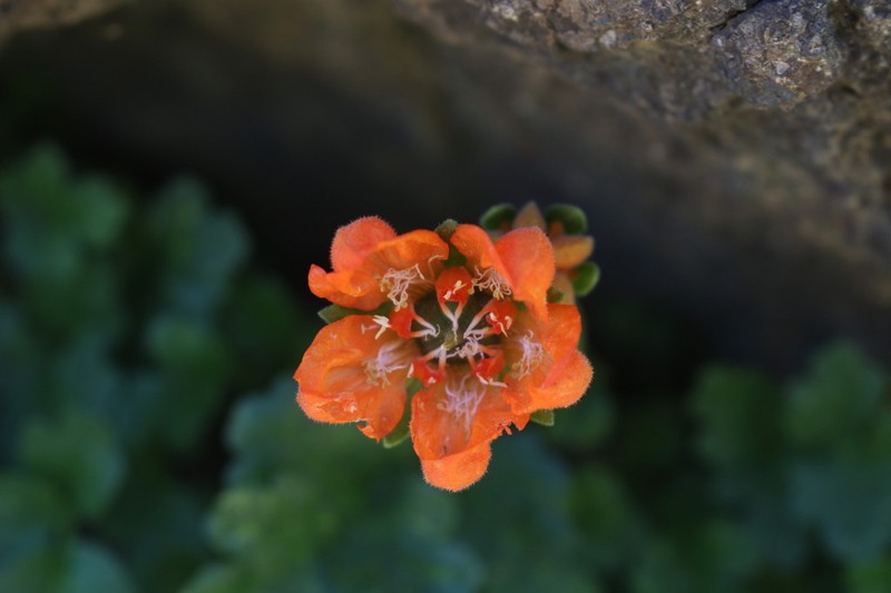 Grausa lateritia