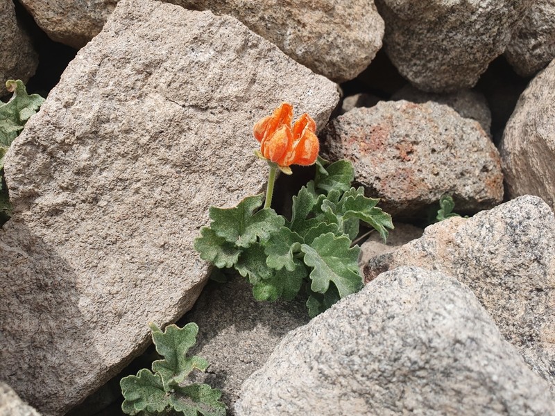 Grausa lateritia photo 4