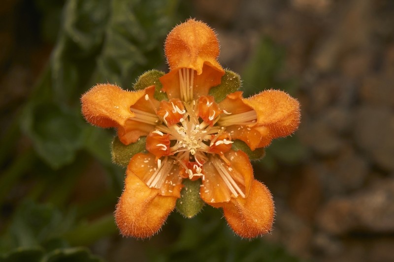 Grausa lateritia photo 6