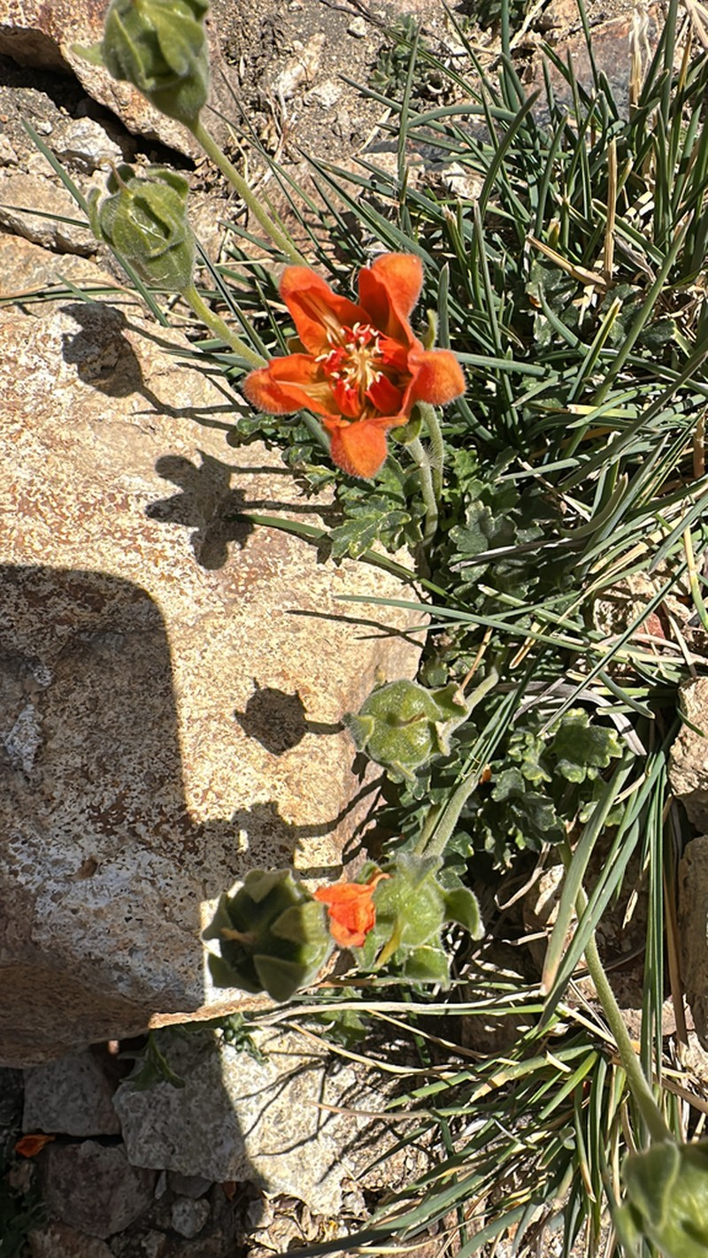 Grausa lateritia photo 7
