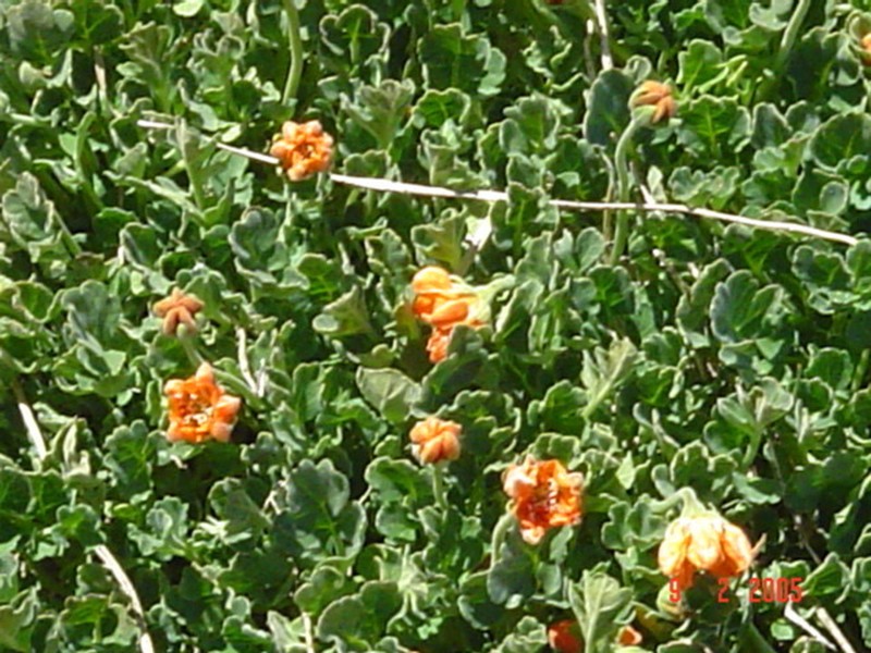 Grausa lateritia photo 8
