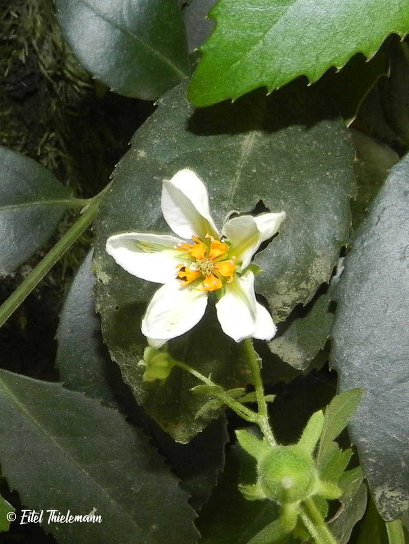 Grausa martini photo 8