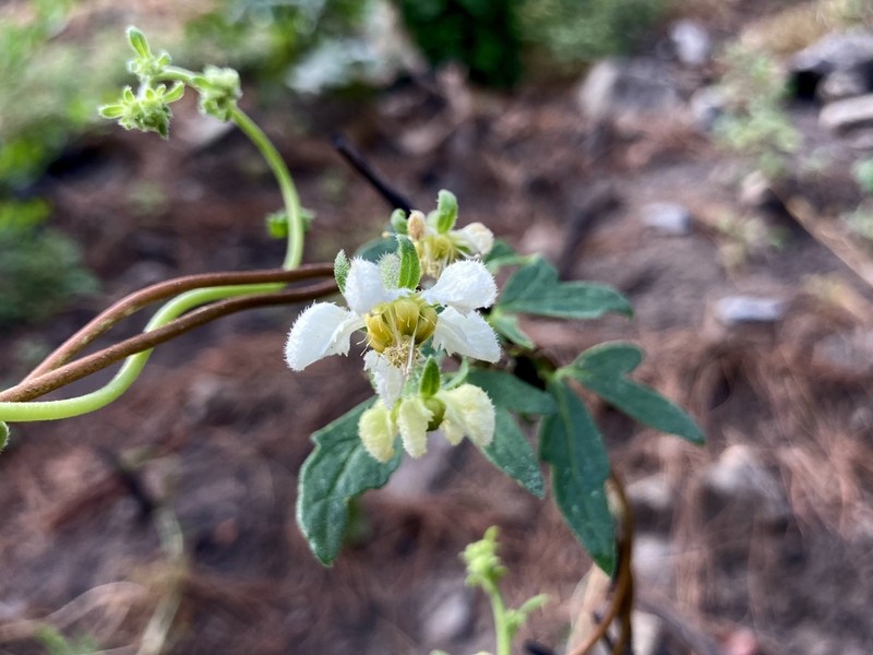 Grausa micrantha