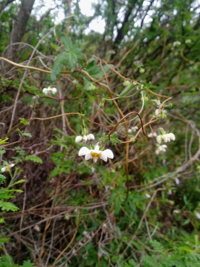 Grausa micrantha photo 2
