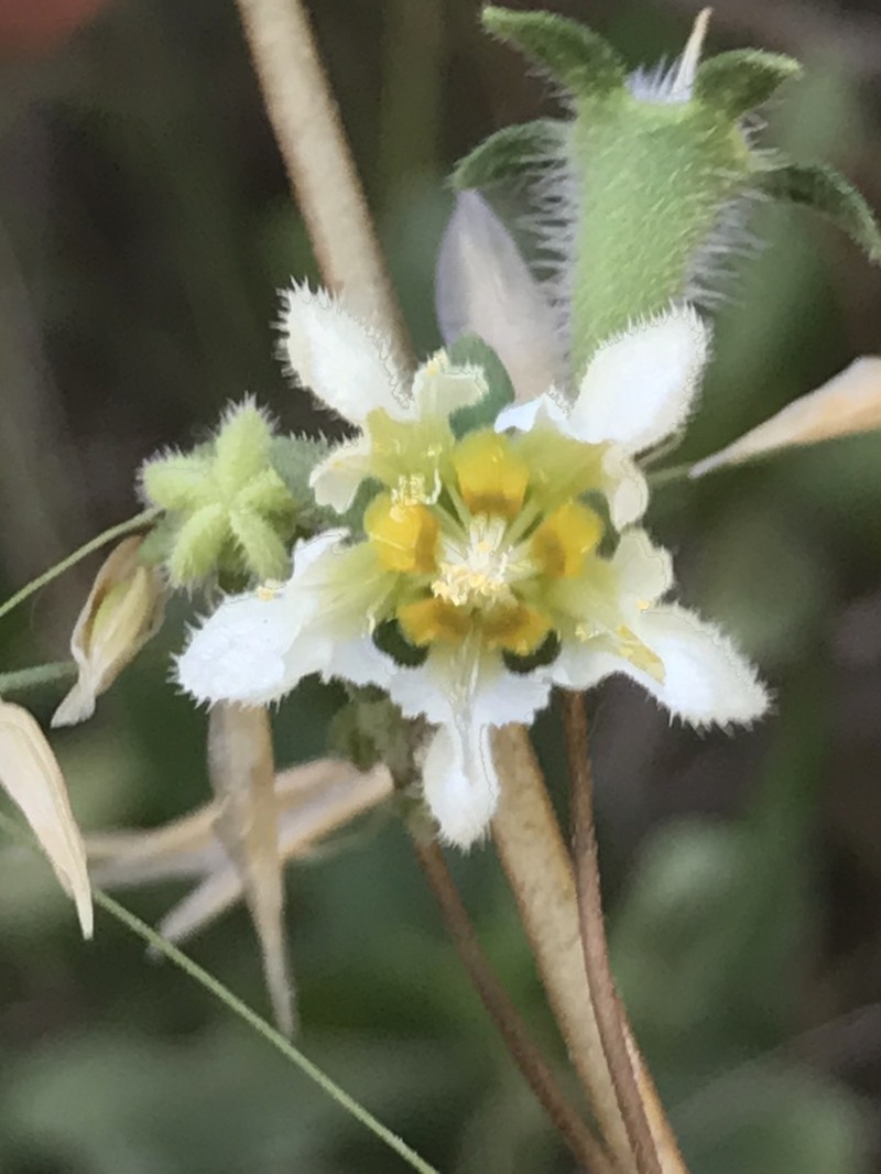 Grausa micrantha photo 3