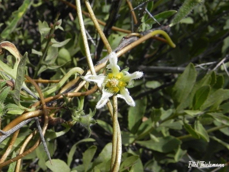 Grausa micrantha photo 4