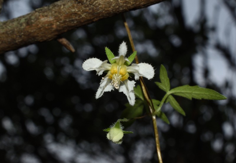 Grausa micrantha photo 5