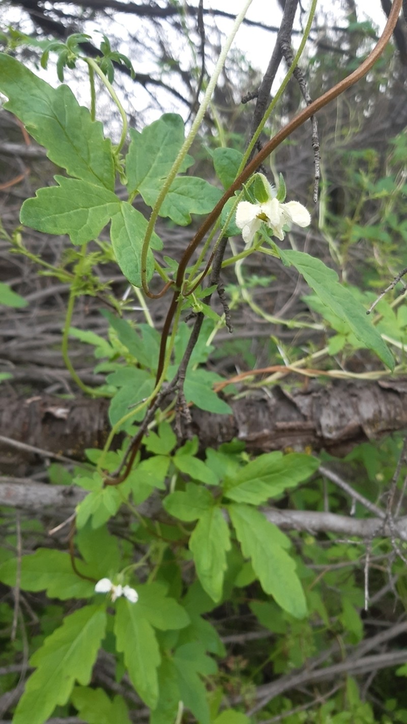 Grausa micrantha photo 6