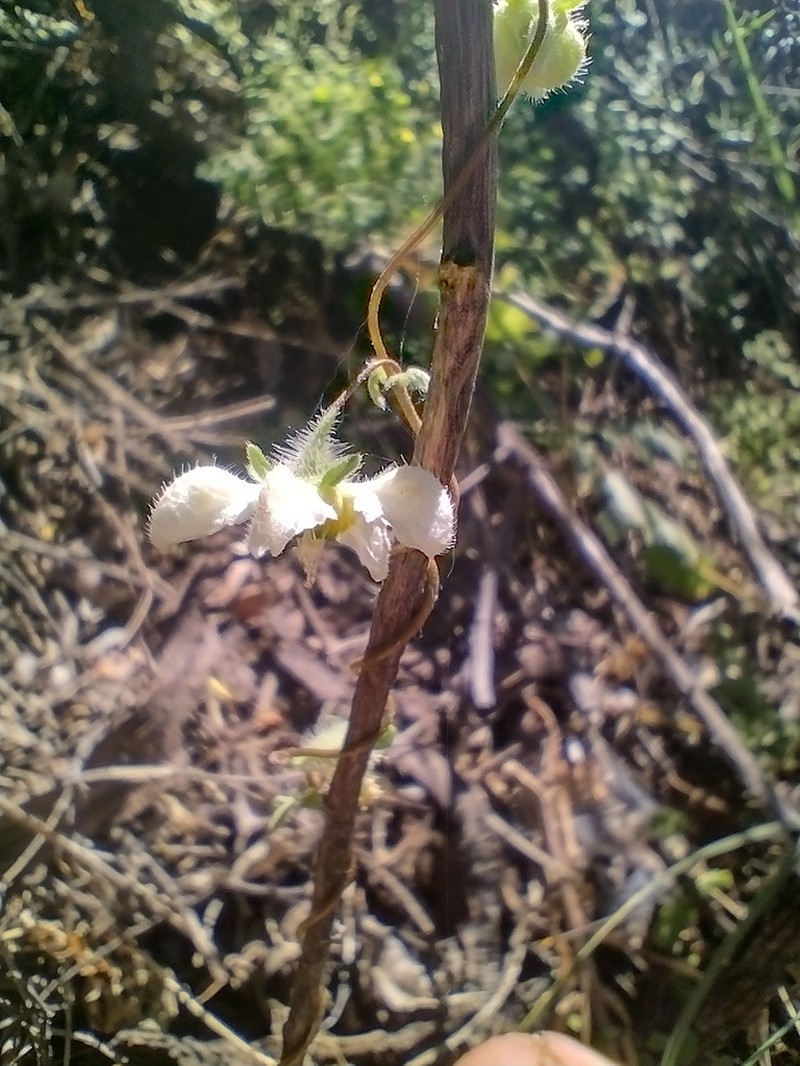 Grausa micrantha photo 7