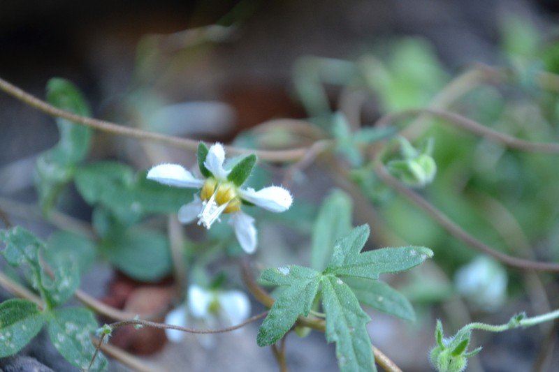 Grausa micrantha photo 8