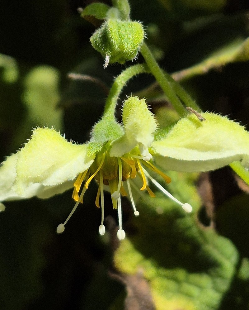 Grausa sagittata photo 2