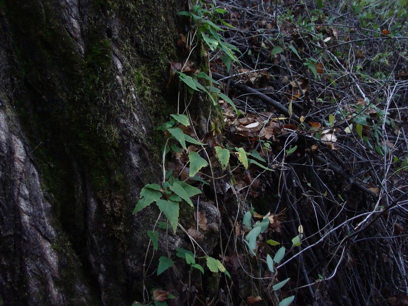 Grausa sagittata photo 3
