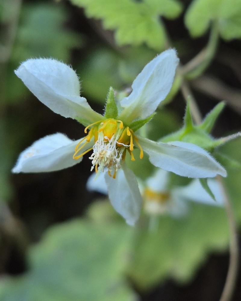 Grausa sagittata photo 4