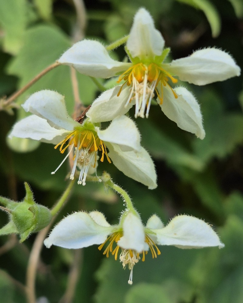 Grausa sagittata photo 6