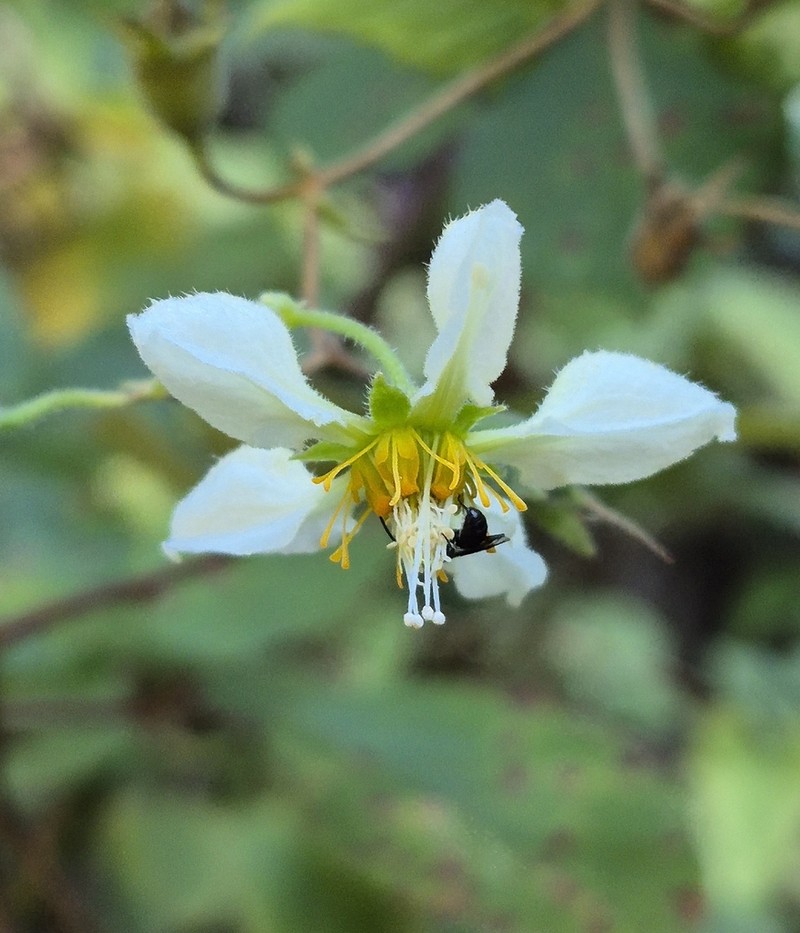 Grausa sagittata photo 8