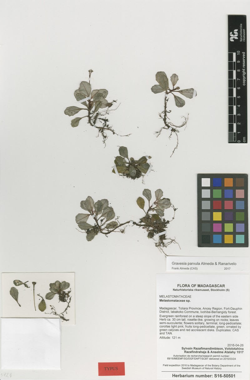 Gravesia parvula