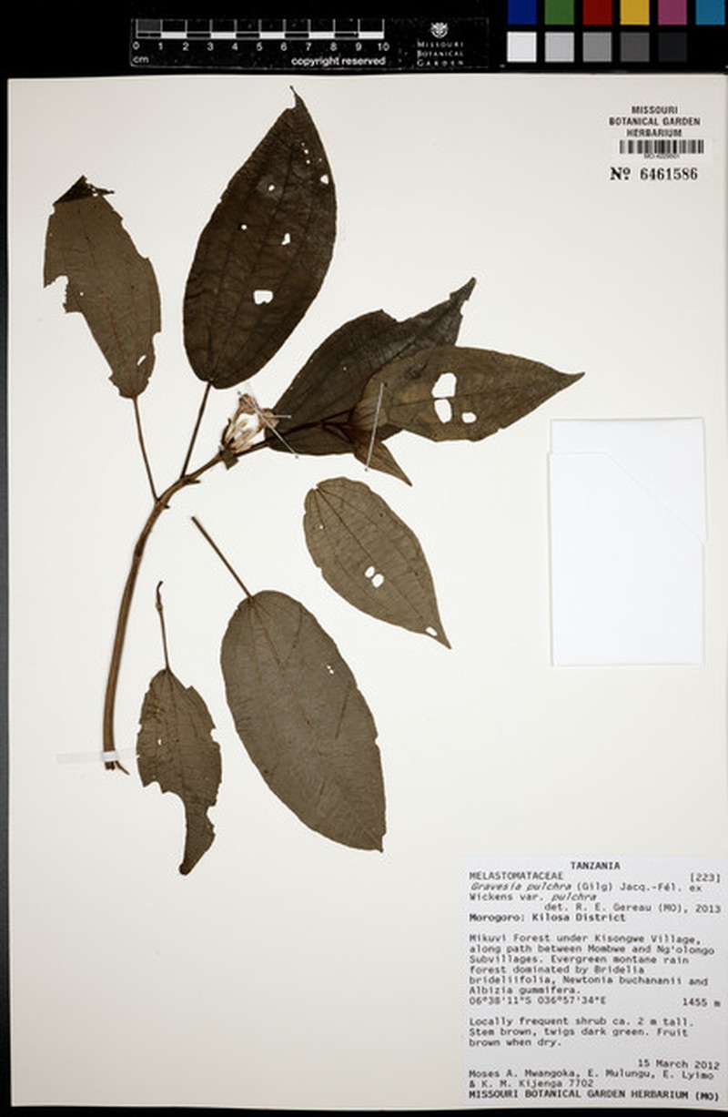 Gravesia pulchra var. pulchra