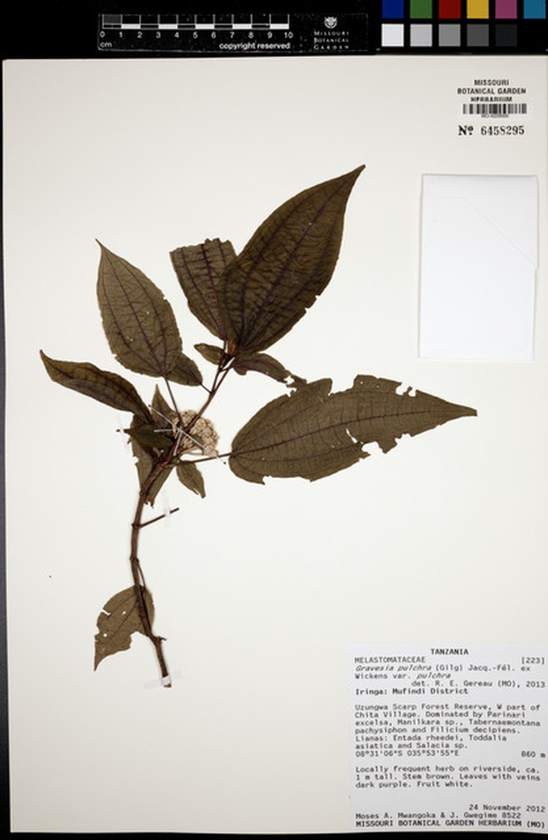 Gravesia pulchra var. pulchra photo 2